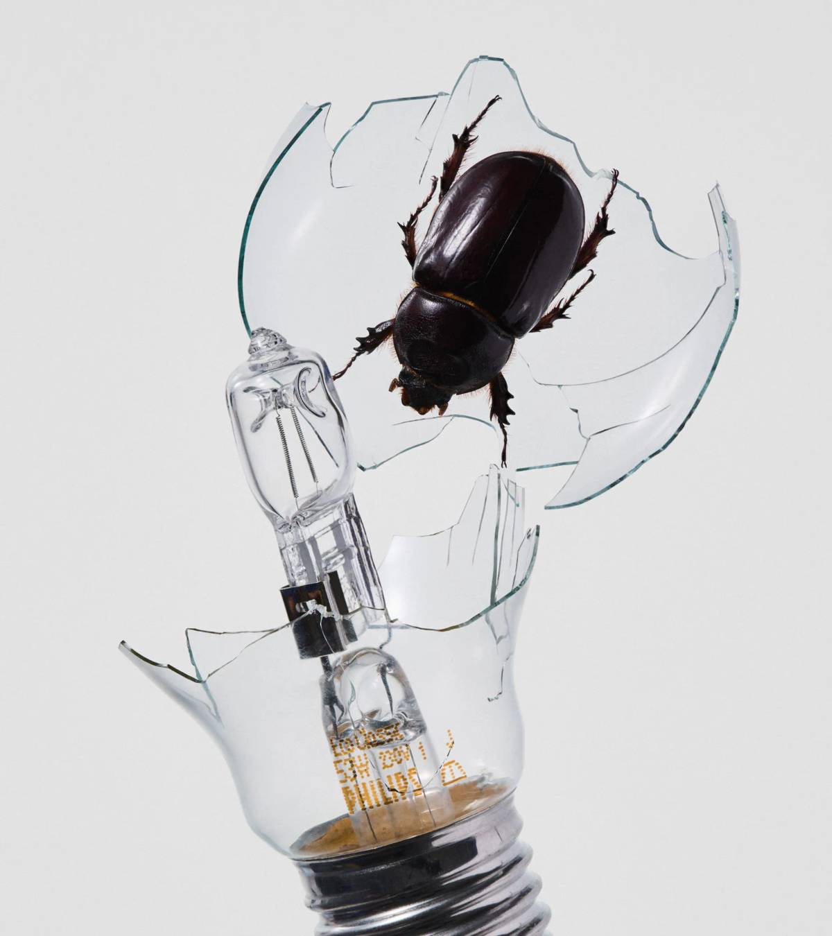 Underbug: Photography
