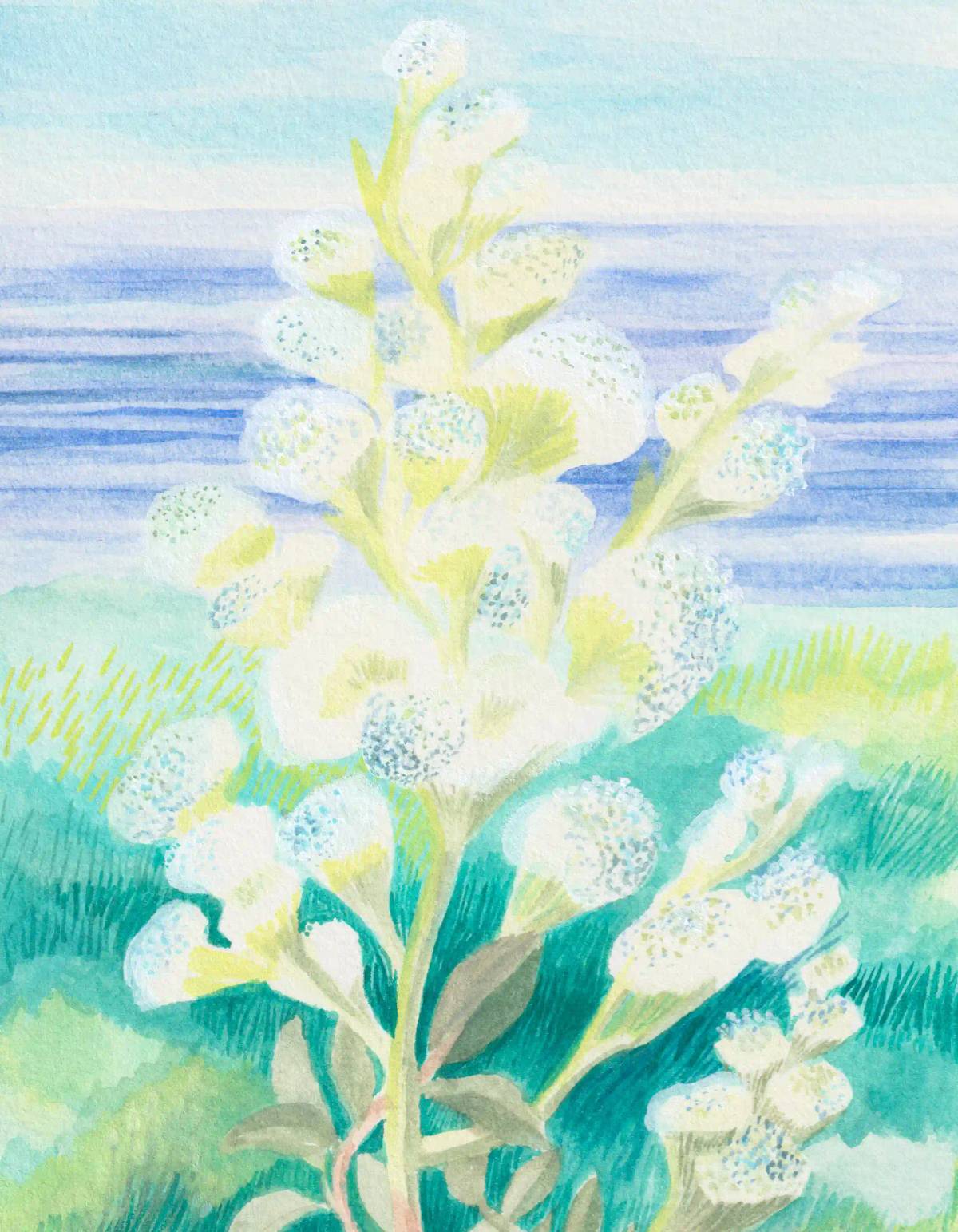 Botnia Skincare: Illustration